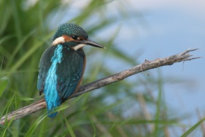 Am Blanksee ijsvogel 200 300