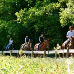 Agriturismo Le Sorgive e Le Volpi